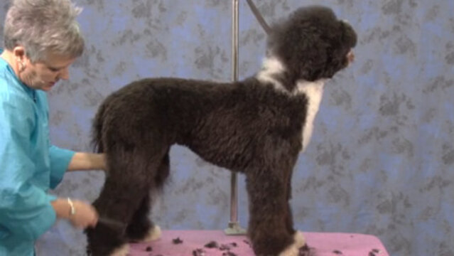 Thumbnail for Portuguese Water Dog in a Working Retriever Trim (Part 2 of 4-Part Series: Trimming the Rear Legs & Feet)