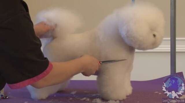 Bichon frise 2024 show cut