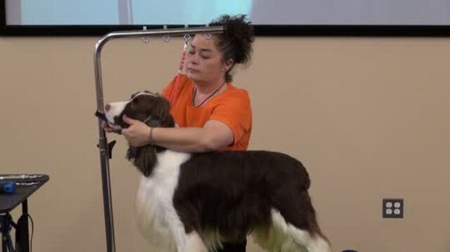 Thumbnail for Grooming a Show Style English Springer Spaniel (Part 2 of 5-Part Series: Shaping the Head)