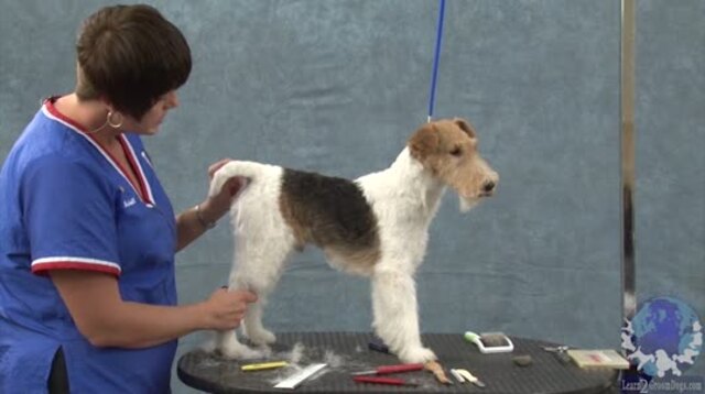 Thumbnail for Part 2 of 5: Handstripping a Rolled Coat on a Wire Fox Terrier: Trimming Legs & Accentuating Structure