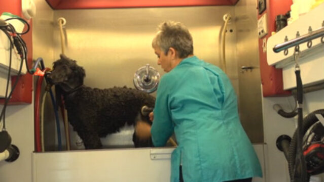 Thumbnail for Speed and Efficiency: Grooming a Standard Poodle in under 90 Minutes (Part 2 of 5-Part Series: Hydro Bathing)