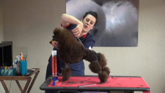 Thumbnail for Setting the English Saddle Trim on a 10-Month-Old Miniature Poodle Puppy (Part 3 of 3-Part Series: Creating the Spray-Up)