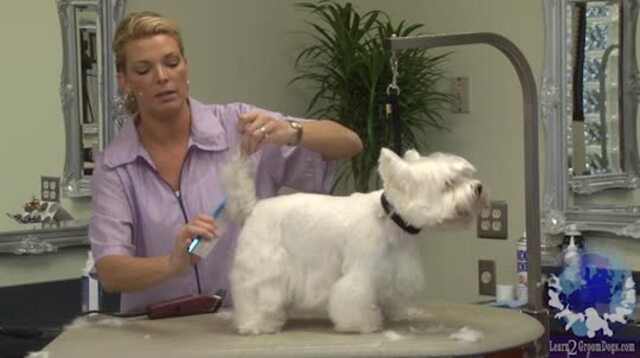 Thumbnail for Grooming a Carrot Tail Style on a Westie
