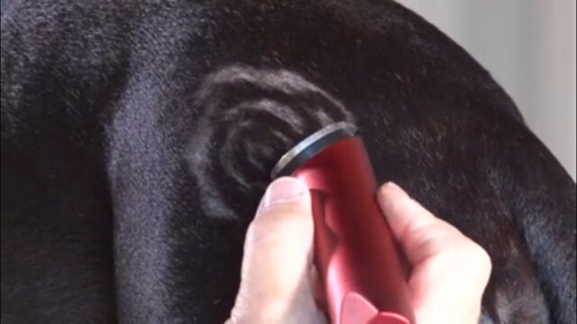 Thumbnail for Coat Carving on a Short Haired Dog