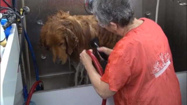 Thumbnail for De-Shedding a Golden in the Tub