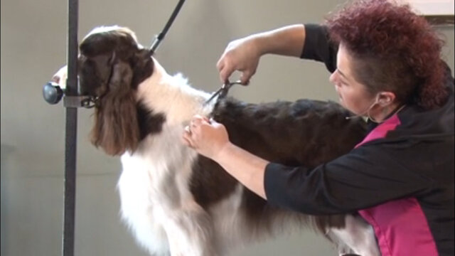 Thumbnail for How to Mimic a Show Style Trim on a Pet Springer Spaniel (Part 2 of 3-Part Series: Using the Comb Over Method to Set the Jacket)