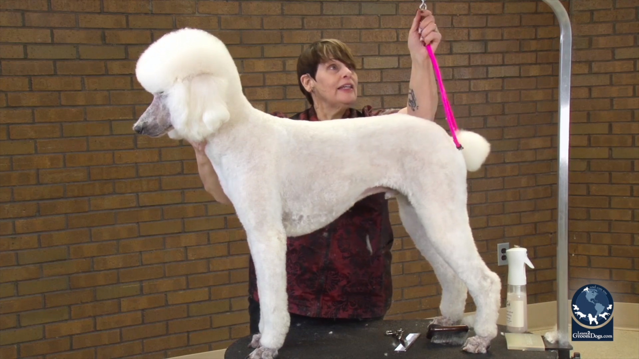 Thumbnail for Back to Basics with a Standard Poodle in an All Trim (Part 3 of 3)