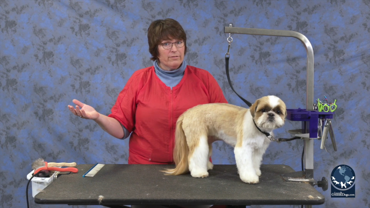 Thumbnail for Cute Shih Tzu Trim: Grooming by the Numbers (Part 2 of 2)