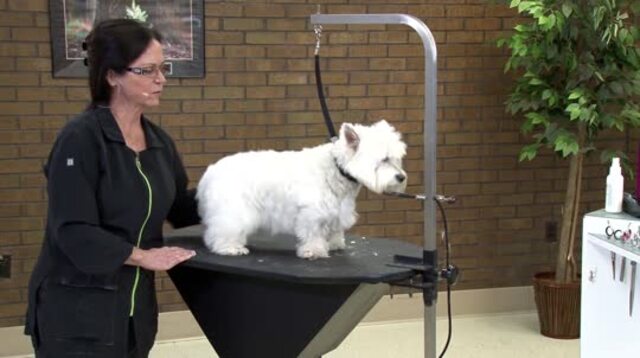 Thumbnail for Everyday Salon Styles: Trimming the Senior Pet Westie (Part 1 of 2-Part Series: Setting the Body Pattern)