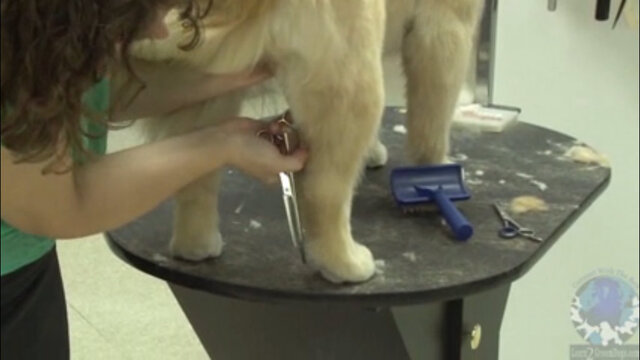 Thumbnail for Trimming the Feet and Hocks on a Pet Golden Retriever