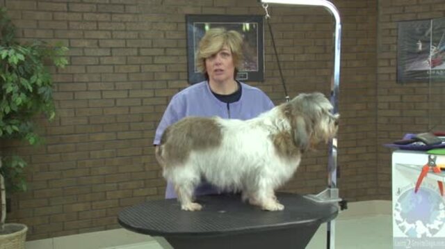 Thumbnail for Grooming a Show Petit Basset Griffon Vendeen (PBGV)