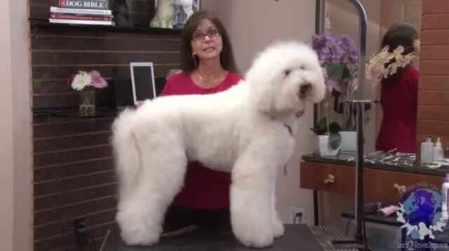 Thumbnail for Standard Poodle Wearing a Bichon Suit (Part 1 of 5-Part Series)