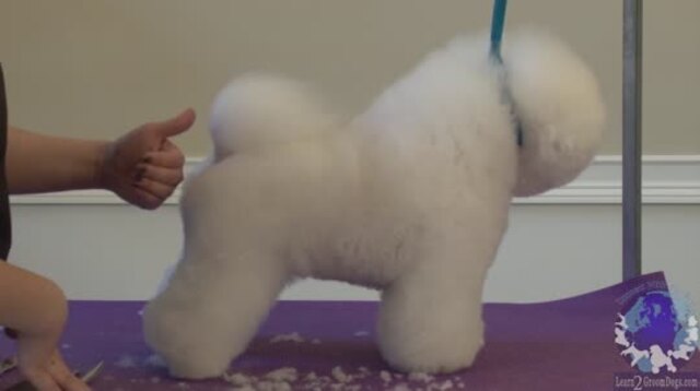 Thumbnail for Setting in the Front of a Show Styled Bichon
