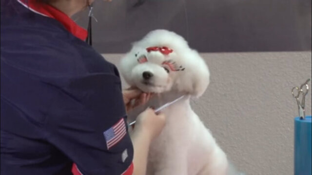 Thumbnail for How to Put Cute False Eyelashes on a Pet Bichon in an Asian Style Trim