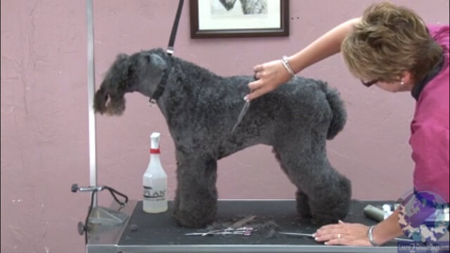 Setting the Tuck-Up While Shaping the Rib Cage Area on a Kerry Blue Terrier  - Learn2GroomDogs