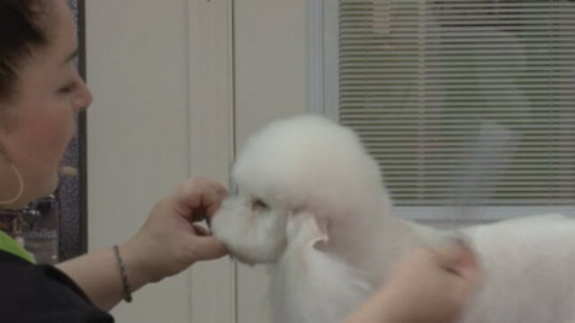 Thumbnail for Asian Fusion Pet Styling (Part 3 of 3-Part Series: The Head and Ears)