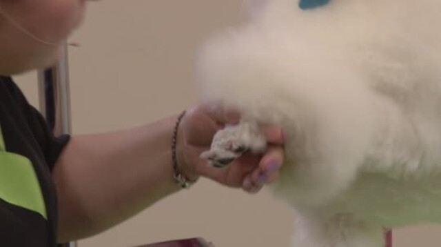 Thumbnail for Grooming a Poodle in a Show Continental Trim Including the Spray-Up & Wigglets (Part 2 of 9-Part Series: Trimming the feet, clipping the tail band, and setting the cuffs)