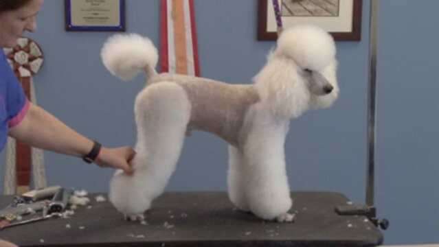 Thumbnail for Retro Poodle Trims: Seven Styles – One Dog (Part 6 of 6-Part Series: Miami Trim and Close)