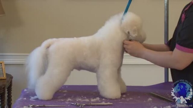 Thumbnail for Part 3: Grooming the Bichon Mix in a Modified Bichon Trim: Body & Legs (3 of 5)