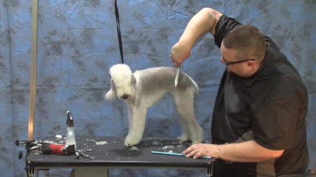 Thumbnail for Grooming the Bedlington Terrier (Part 1 of 2-part Series)