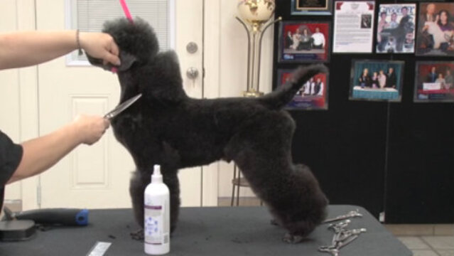 Thumbnail for Saving Time on a Contest Poodle Trim (Part 3 of 8-Part Series: Scissor Finish Work)