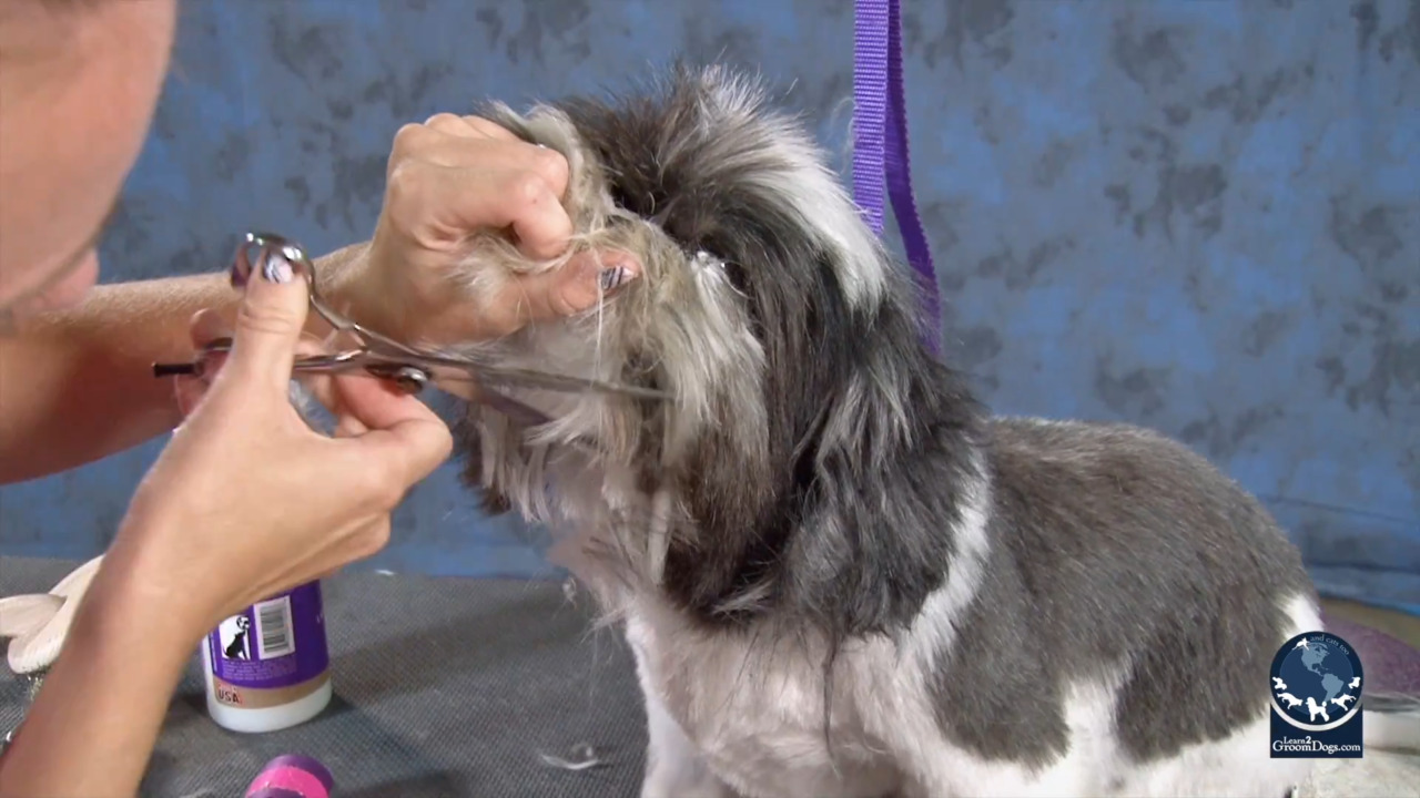 Thumbnail for Spotlight Session: Trimming the Muzzle Area Quickly and Safely on a Matted Dog