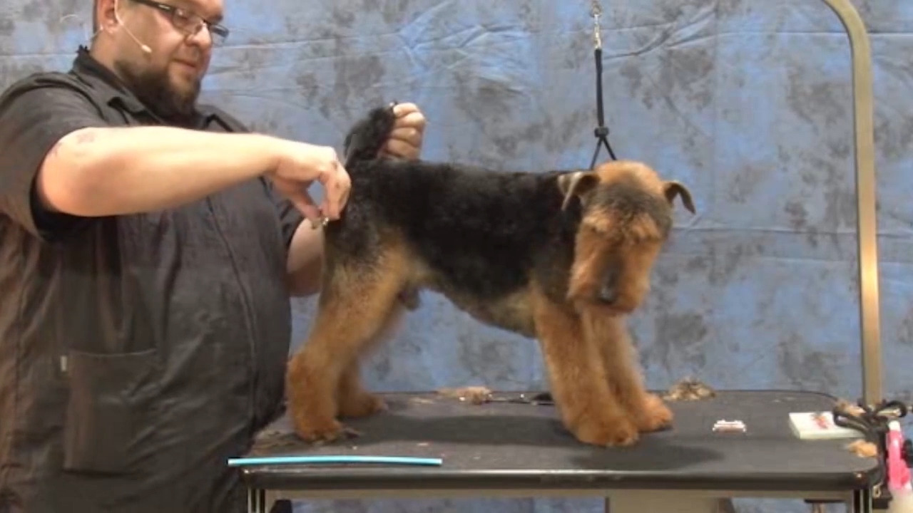 Thumbnail for Spotlight Session: Trimming the Tail on a Pet Welsh Terrier
