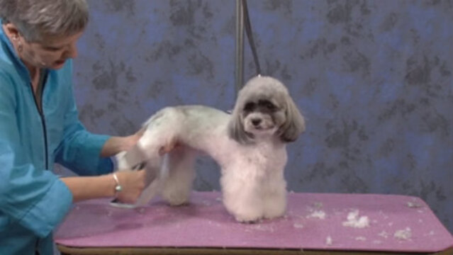 Thumbnail for Creating a Modern Trim Style on a Shih Tzu/Poodle Mix (Part 2 of 3-Part Series: Trimming the feet, legs, and tail)