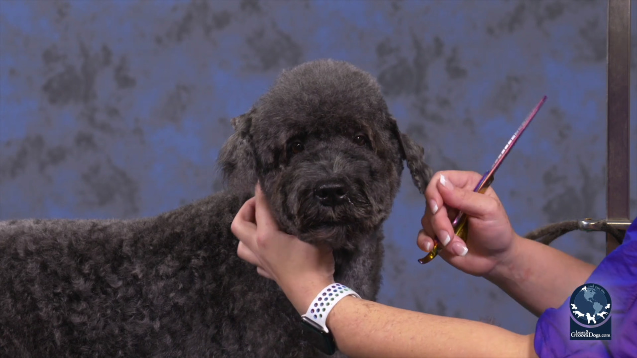 Thumbnail for Speed & Efficiency with a Kerry Blue in a Pet Personality Trim (Part 2 of 2)