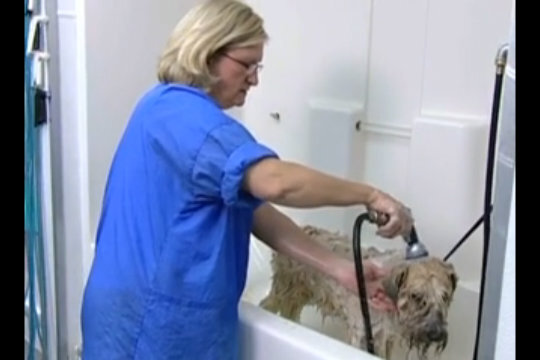 Thumbnail for Bathing Tips for a Wavy Coated Dog