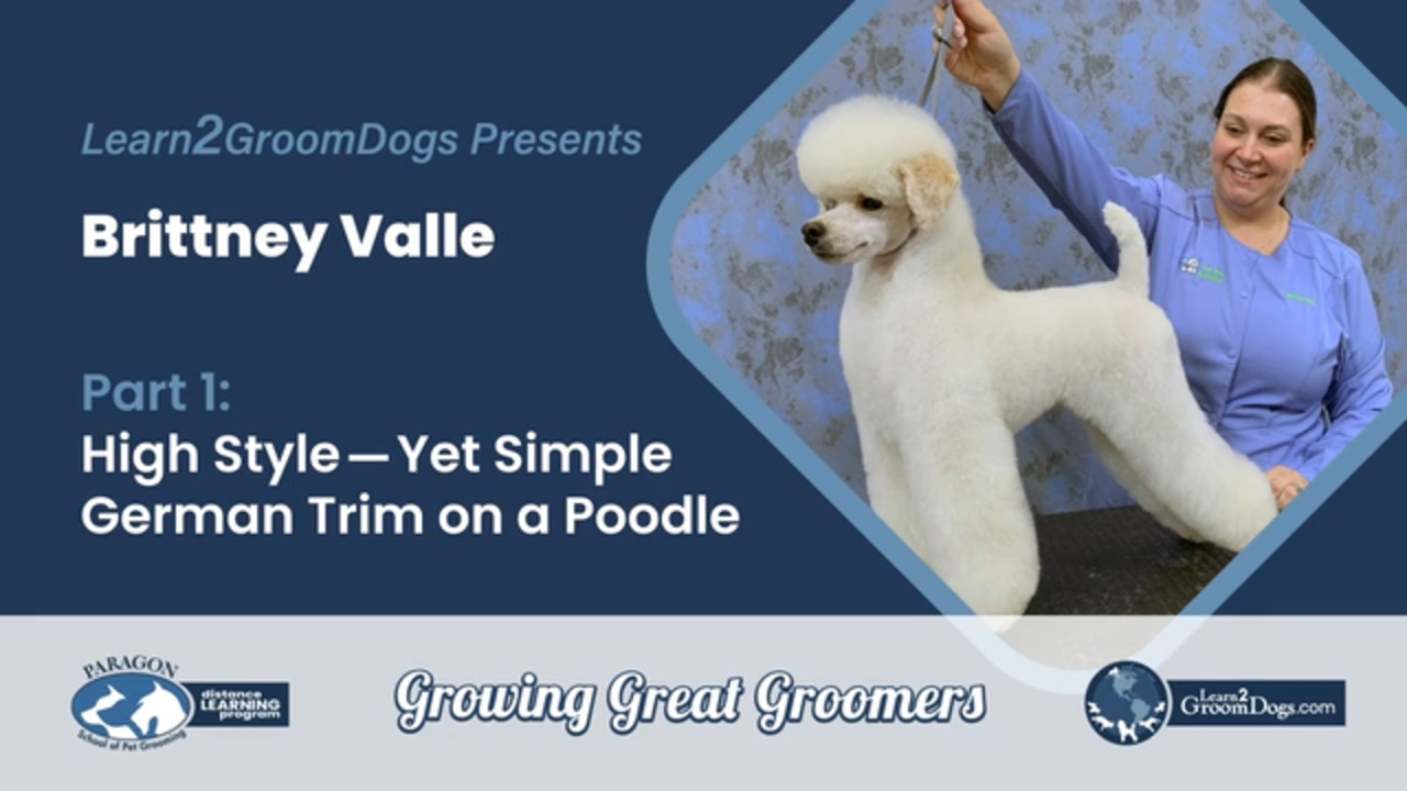 Thumbnail for High Style, Yet Simple German Trim on a Poodle – Part 1