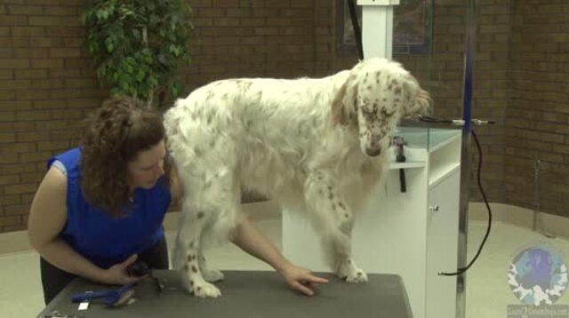 Thumbnail for Grooming the Natural Style Foot on an English Setter