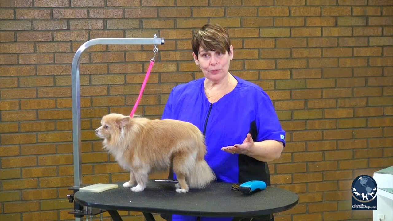 Thumbnail for Spotlight Session: How to Safely Work on a Dog with Knee Problems