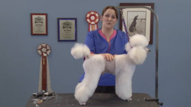 Thumbnail for Retro Poodle Trims: Seven Styles – One Dog (Part 5 of 6-Part Series: Old Lamb Style Trim)