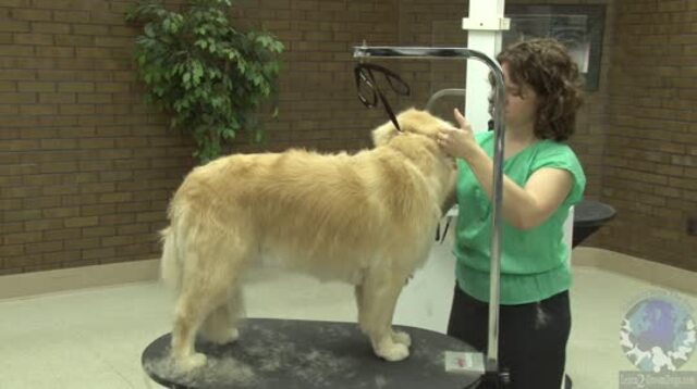 Thumbnail for How to Minimize Corduroy Marks When Using a Guard Comb on a Golden Retriever