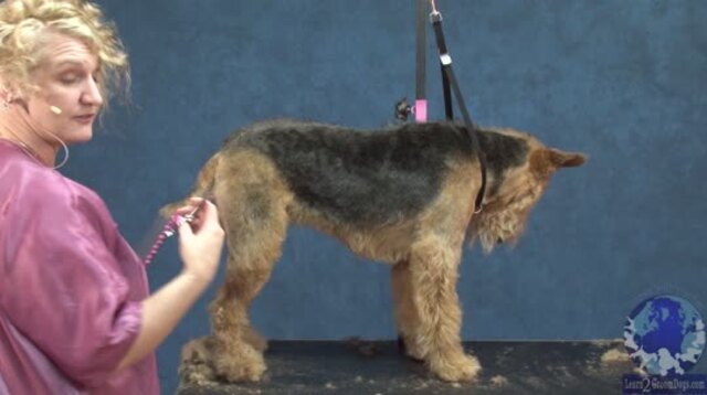 airedale terrier hand stripping