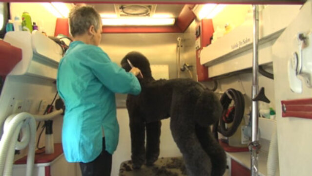 Thumbnail for Speed and Efficiency: Grooming a Standard Poodle in under 90 Minutes (Part 5 of 5-Part Series: Head, Ears, and Finish)