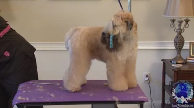 Thumbnail for Part 2 of 2: Grooming the Soft Coated Wheaten Terrier in a Show Trim – Head