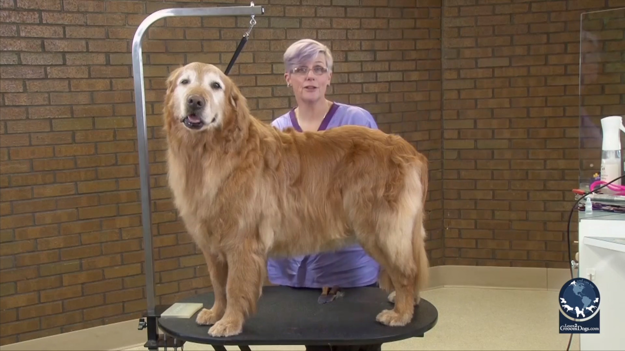 Thumbnail for Body Contour Trim on a Fuzzy Senior Golden Retriever (Part 1 of 3)