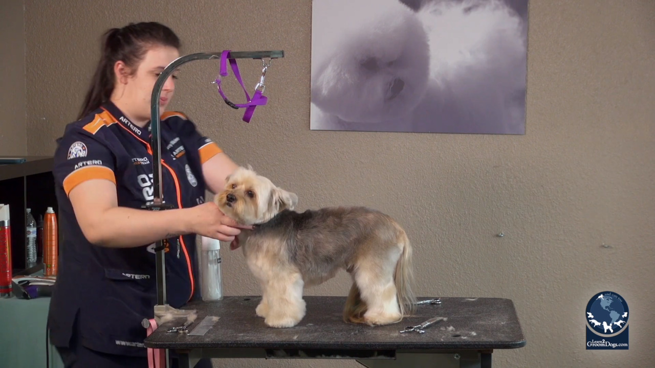 Thumbnail for Thinning Shear Personality Trim on a Yorkie Mix (Part 2 of 2)