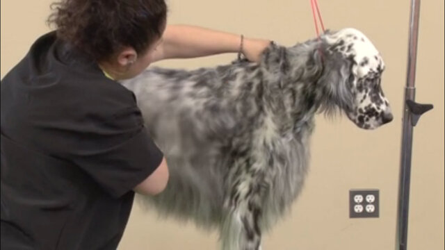 Thumbnail for Learn How Easy It Is To Handstrip a Pet English Setter (Part 2 of 5-Part Series: Carding, Stripping, and Trimming the Main Body)