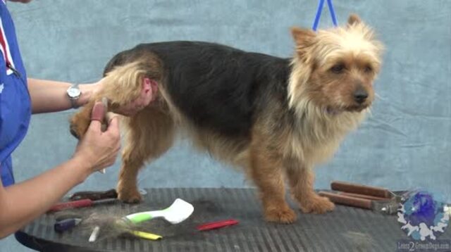 Thumbnail for Part 2 of 3: Grooming the Australian Terrier