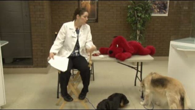 Thumbnail for Pet Health – CPR with Dr. Smith