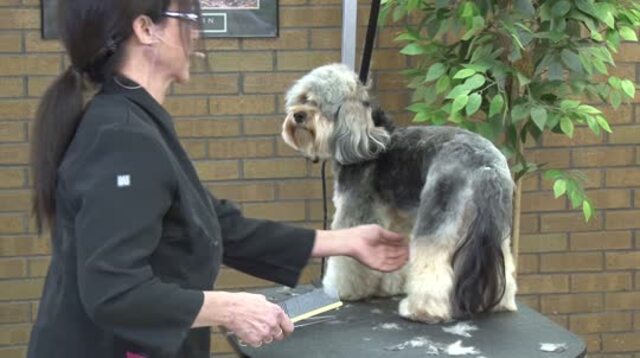 Thumbnail for How to Create a Stylish Salon Trim with Ease on a Charming Mixed Breed (Part 2 of 4-Part Series: Trimming the Rear Assembly)