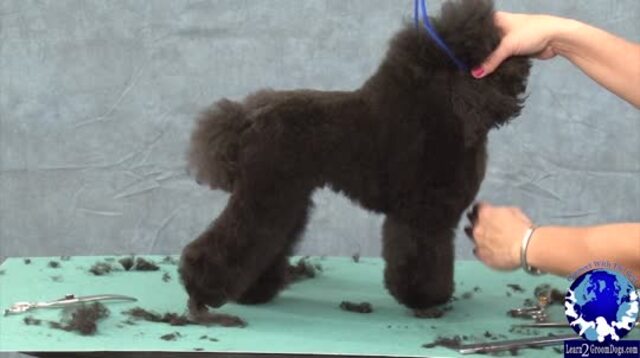 Thumbnail for Part 2 of 3: Grooming the Toy Poodle in a Sporting Dog Trim: Trimming the Front Legs, Chest, and Rounding the Tail