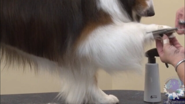 Thumbnail for Trimming the Undercarriage & Front Legs of a Shetland Sheepdog