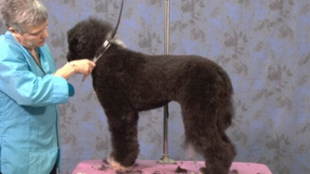 Thumbnail for Portuguese Water Dog in a Working Retriever Trim (Part 3 of 4-Part Series: Working the Shoulder Layback, Front Legs, Feet and Tail)