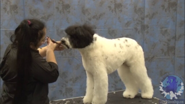 Thumbnail for Shaping the Ear, Sides of the Head & Muzzle of a Portuguese Water Dog in a Working Retriever Trim