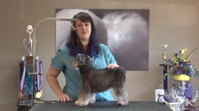 Thumbnail for Grooming the Miniature Schnauzer: The Short & Sassy Pet Trim (1 of 3-Part Series: Setting the Pattern with Clippers)