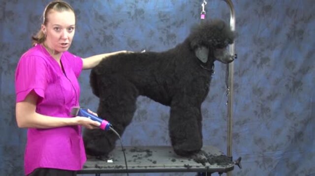 Thumbnail for Part 2 of 4: How to Do a Fast & Stylish Trim on a Standard Poodle (Setting the Body Pattern with Clippers)